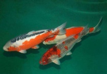 家养锦鲤自己会繁殖吗？