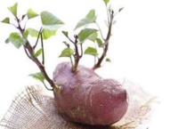 水培土豆需要切开吗？