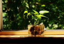 绿萝适合什么土壤生长