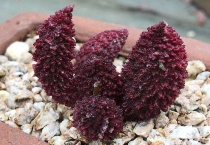 朱紫玉多肉怎么养