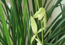 兰花铁骨素的开花时间 什么是铁骨素