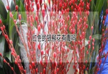 红色的银柳花有毒吗？
