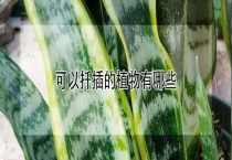 可以扦插的植物有哪些？