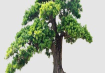 罗汉松和红豆杉的区别？ 附具体区别？