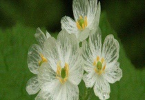 山荷叶花为什么会变透明 可以家养吗？