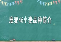 淮麦46小麦品种简介