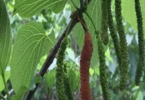 桑葚打农药吗？