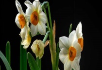 水仙花怎么催芽 附如何养护