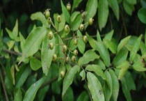 山木香与野蔷薇的区别？