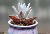 多肉冬季出现黑腐的原因 如何防止黑腐病发生