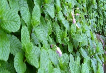 薄荷什么时候开花 附其地理分布、泌蜜条件和蜂蜜产量