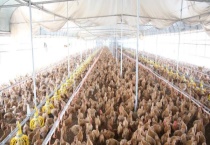 肉鸡养殖大棚建设方法 有什么优势