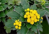 球菊可以养几年