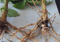 根腐病如何防治