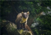 渔貂与水貂区别？