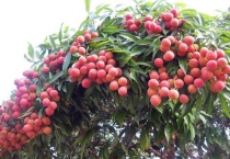 荔枝树在北方能结果吗？