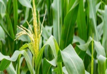 玉米苗的发育环境