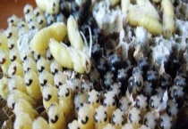 蜂蛹能不能生吃 蜂蛹的吃法是什么？