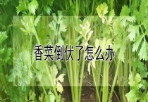 香菜倒伏了怎么办？
