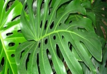 龟背竹开花吗？附龟背竹的养殖多久？