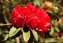 马缨什么时候开花