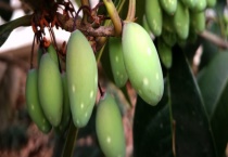 桂花果可不可以生吃 附桂树的种植历史