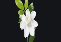 栀子花的水培方法 附栀子花的生长习性