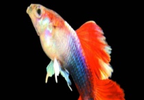 孔雀鱼的寿命有多长 附生长环境和繁殖习性