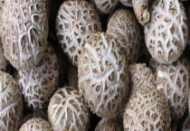 花菇产地在哪里 怎么选购