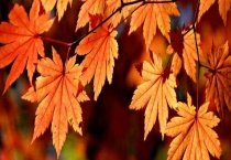 枫树的介绍 在全国各地均有分布