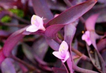 什么是紫鸭跖草