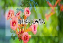 咖啡渣可以养花吗？