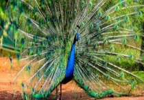 蓝孔雀可以私人养殖吗？