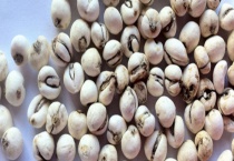 贝母可不可以生吃 川贝母的吃法有哪些？