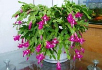 蟹爪莲为什么掉叶