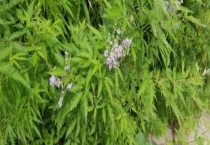 荆条什么时候开花 附地理分布