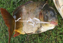 冬天用玉米能钓鲤鱼吗？注意事项有哪些？