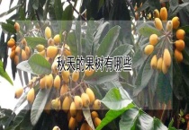 秋天的果树有哪些？