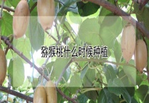 猕猴桃什么时候种植