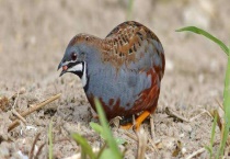 鹌鹑和鸽子的区别？ 详细介绍