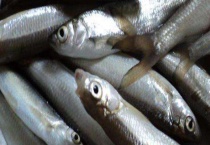 白条鱼能长多大？附白条鱼的价格