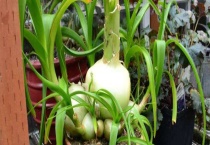 洋葱的家庭种植多久？