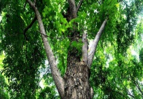 紫檀树是什么样的 附紫檀树的生长习性和病害防治