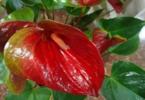 红掌怕太阳晒吗？