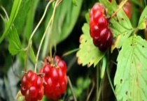 北悬钩子是落叶还是常绿植物 附其种植技术