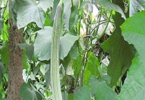 丝瓜长藤不开花原因？