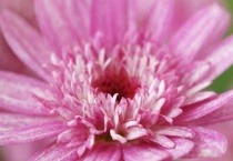 玛格丽特和雏菊的区别？