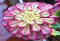 红覆轮和美杜莎区别？是什么？