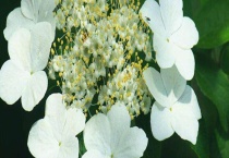 琼花与木绣球的区别？