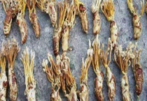 蝉花和金蝉花区别？